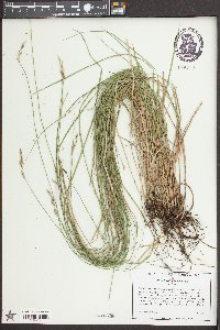 Carex bromoides image
