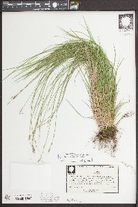 Carex bromoides image