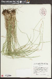 Carex bromoides image