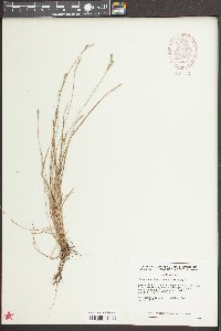 Carex bromoides image