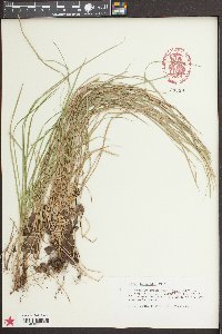 Carex bromoides image