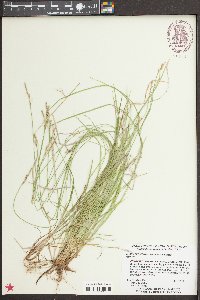 Carex bromoides image