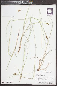 Carex caroliniana image