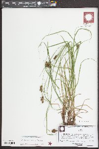 Carex caroliniana image