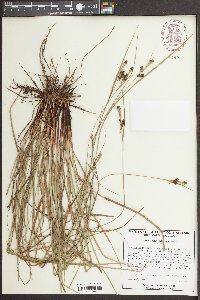 Carex caroliniana image