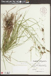 Carex caroliniana image