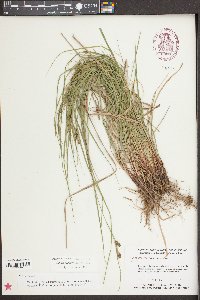 Carex caroliniana image