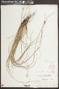 Carex caroliniana image