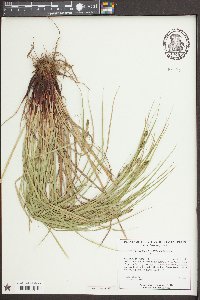 Carex caroliniana image