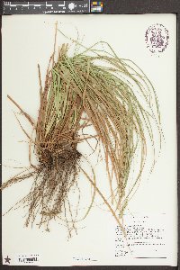 Carex cherokeensis image