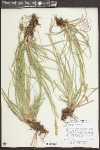 Carex cherokeensis image