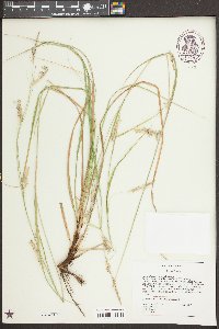 Carex cherokeensis image