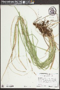 Carex cherokeensis image