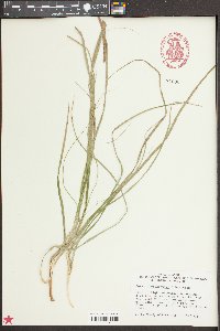 Carex cherokeensis image