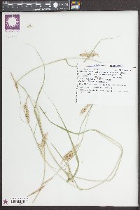 Carex cherokeensis image