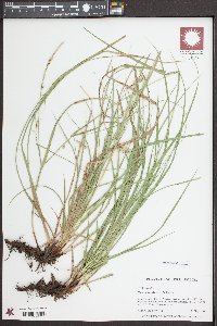 Carex cherokeensis image