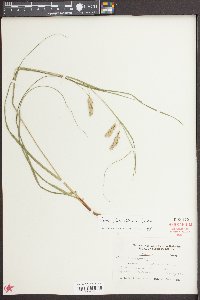 Carex cherokeensis image