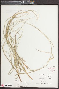 Carex cherokeensis image