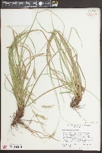 Carex cherokeensis image