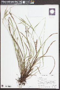 Carex corrugata image