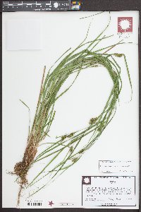Carex corrugata image