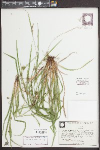 Carex corrugata image