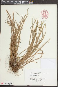 Carex corrugata image