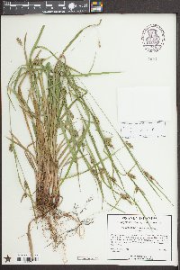 Carex corrugata image