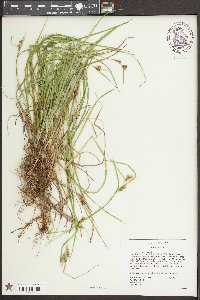 Carex corrugata image