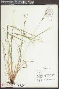 Carex corrugata image