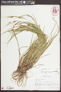 Carex corrugata image