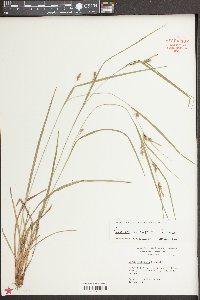 Carex corrugata image
