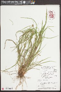 Carex corrugata image