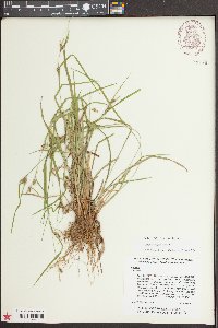 Carex corrugata image