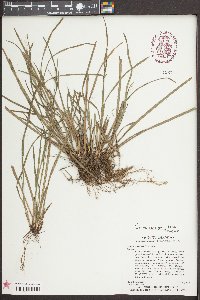 Carex corrugata image