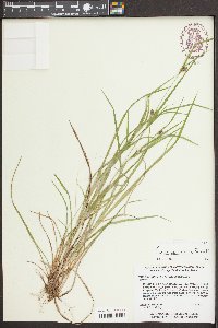 Carex corrugata image