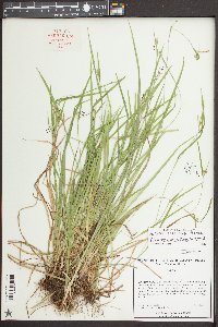 Carex crebriflora image