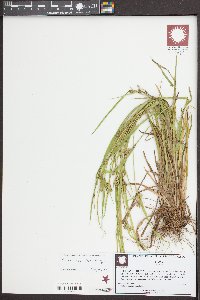 Carex crebriflora image