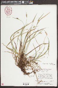 Carex crebriflora image