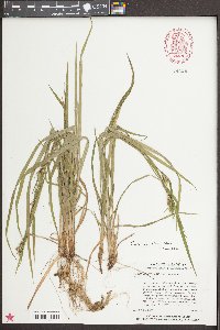 Carex crebriflora image