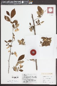 Styrax americanus image