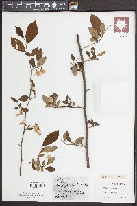 Styrax americanus image