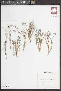 Sisyrinchium minus image