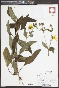 Silphium asteriscus image