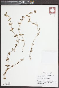 Sophronanthe pilosa image