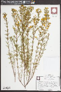 Hypericum galioides image