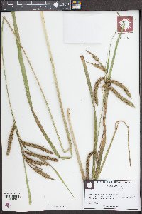 Carex crinita var. brevicrinis image