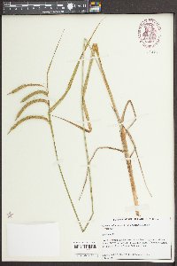 Carex crinita var. brevicrinis image