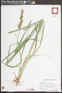 Carex crus-corvi image