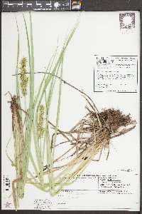 Carex crus-corvi image